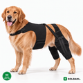 Golden retriever med Lunkro dobbelt knæbeskytter og sele set fra siden