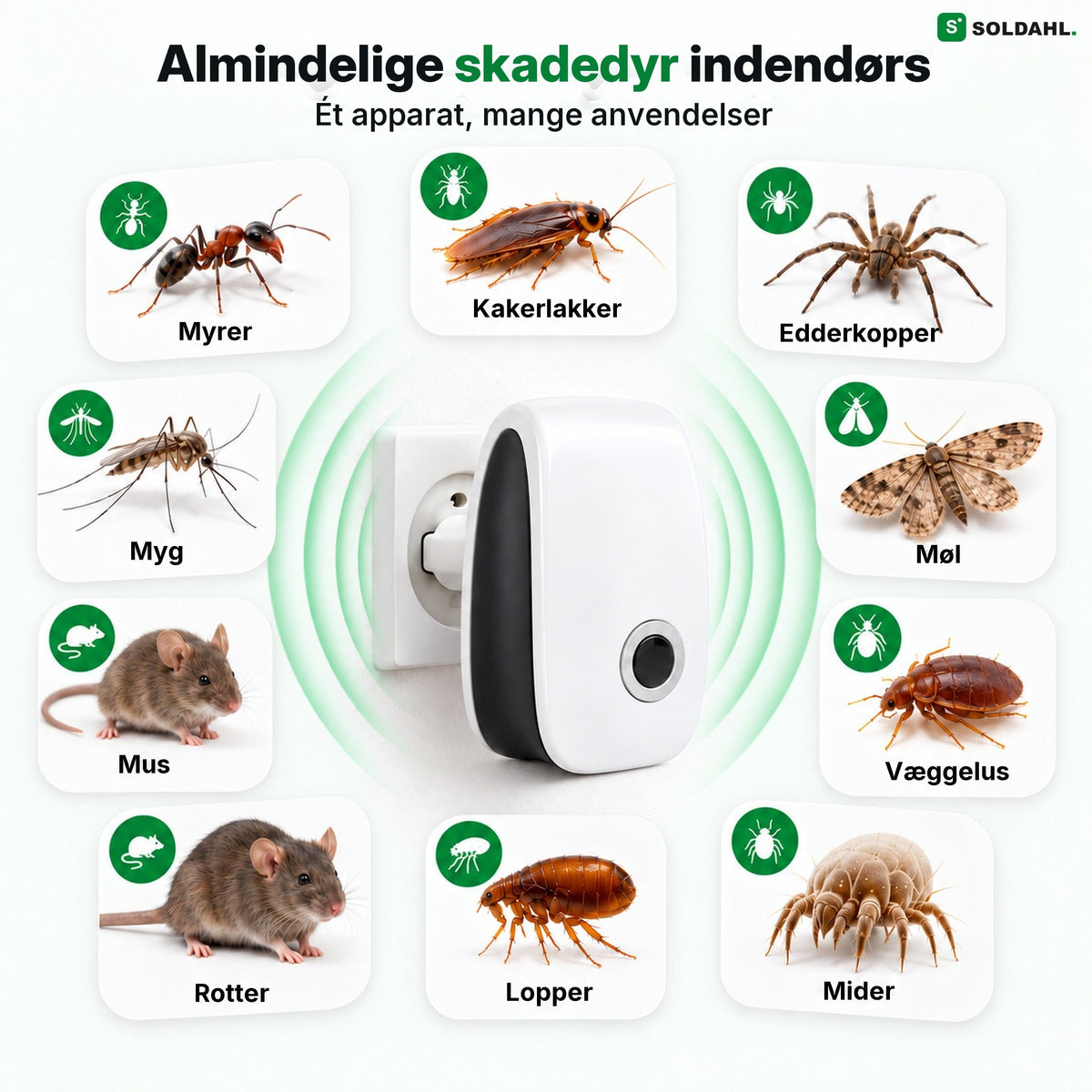 Almindelige skadedyr indendørs: myrer, mus, væggelus, edderkopper og flere