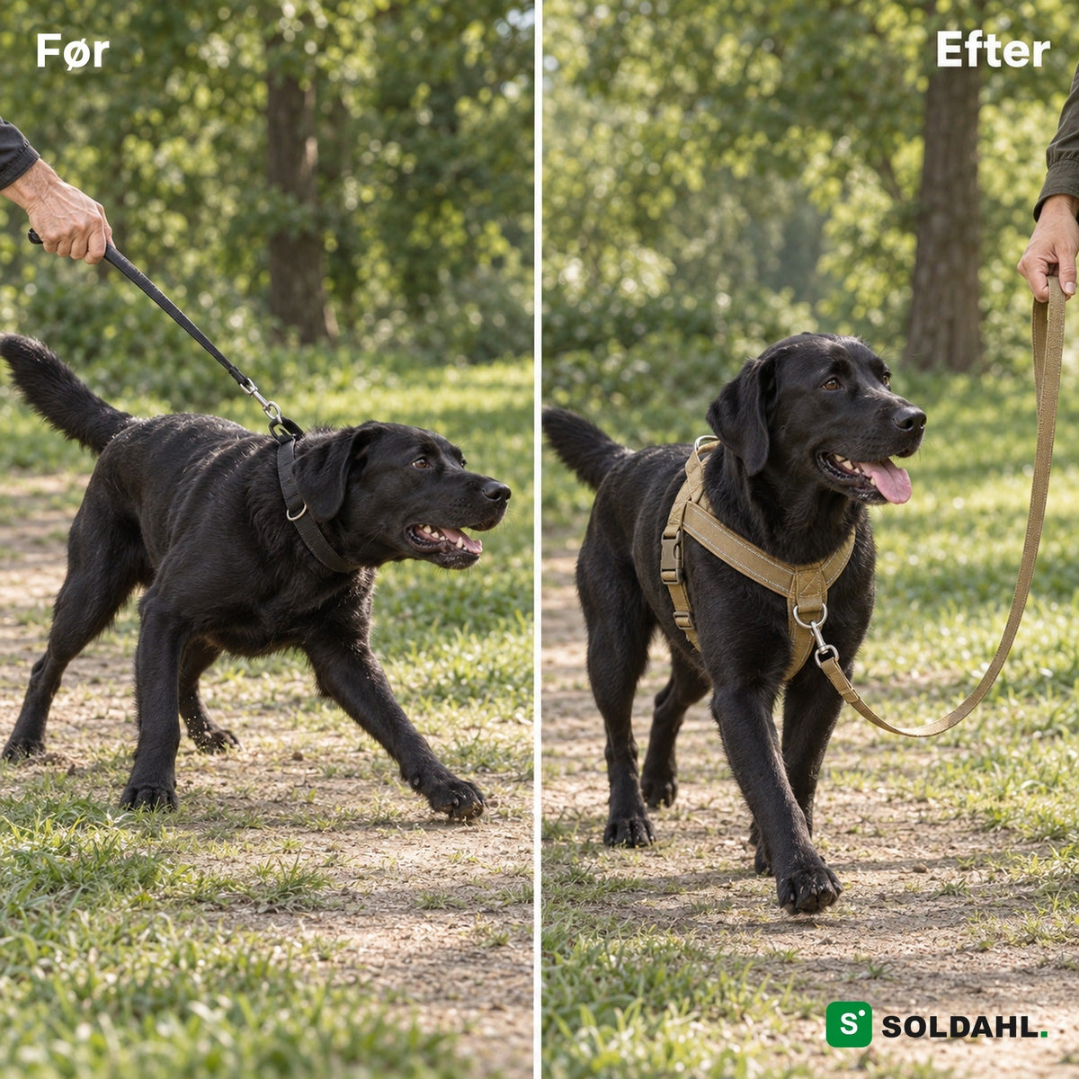 Før og efter: sort labrador, der trækker i halsbånd, og som går roligt i antitræksele