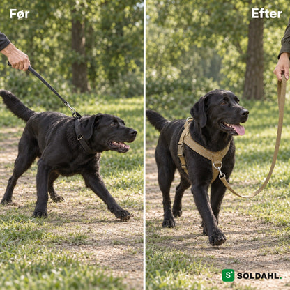 Før og efter: sort labrador, der trækker i halsbånd, og som går roligt i antitræksele