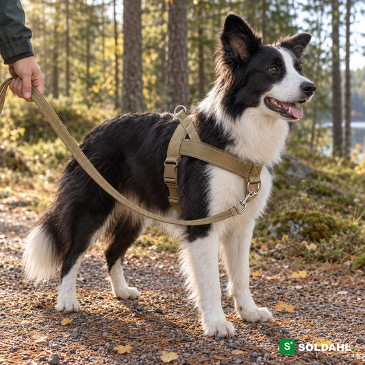 Border collie med khakifarvet antitræksele med fæste foran på brystet på en skovsti