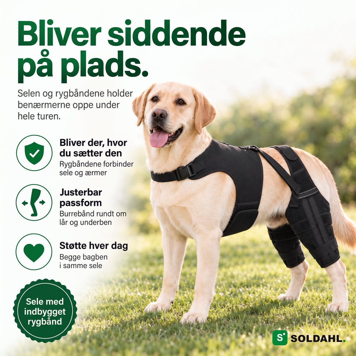 Labrador med Lunkro, selen og rygbåndene holder benhylstrene oppe
